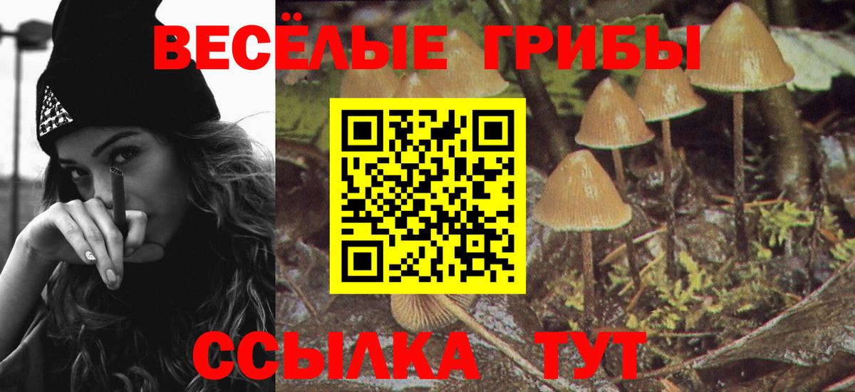 Псилоцибиновые грибы Psilocybine cubensis Полысаево